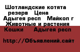 Шотландские котята,   резерв › Цена ­ 5 000 - Адыгея респ., Майкоп г. Животные и растения » Кошки   . Адыгея респ.